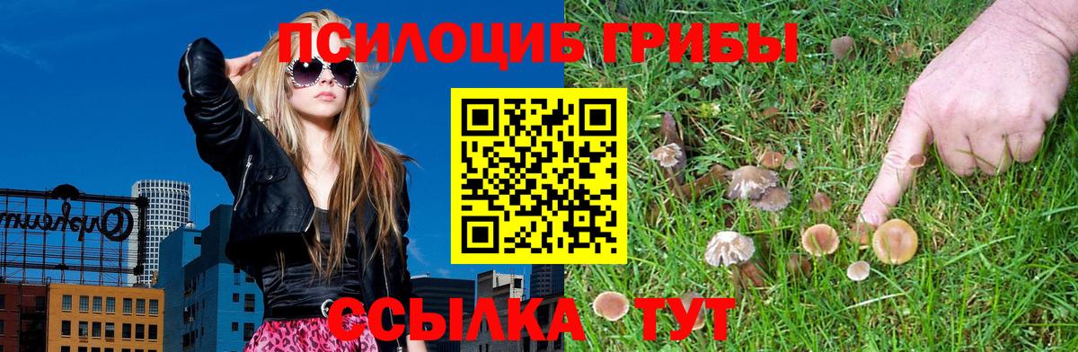 Псилоцибиновые грибы мицелий Зима